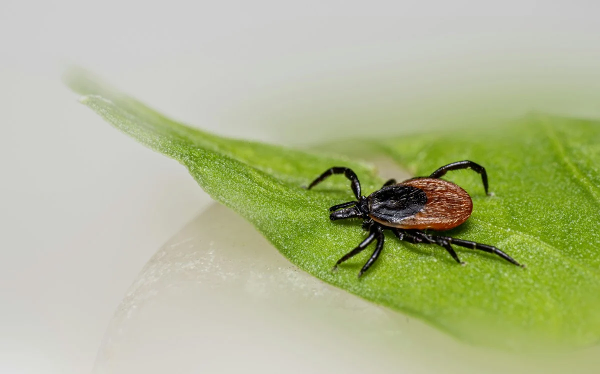Tick on a green leaf