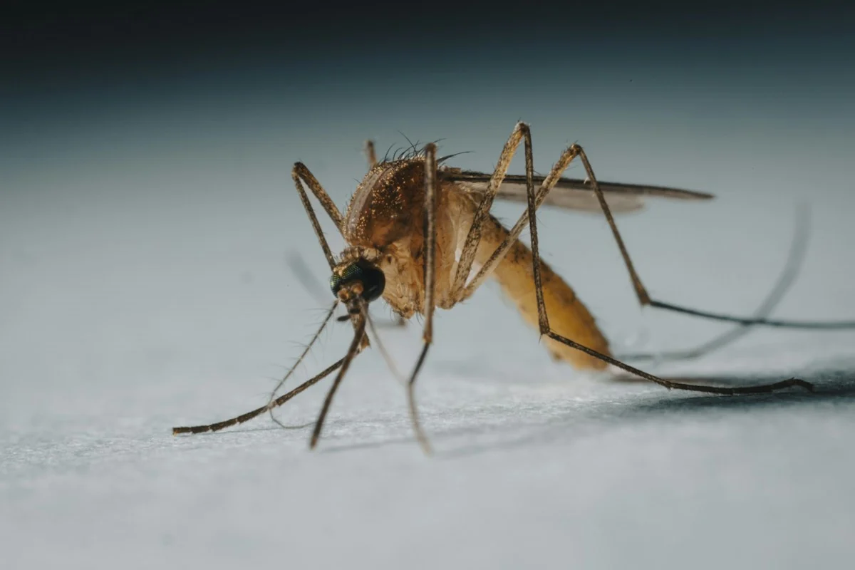 Magnified mosquito on a light surface