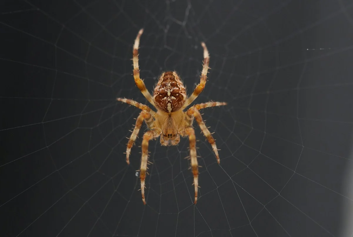 Spider suspended in its web