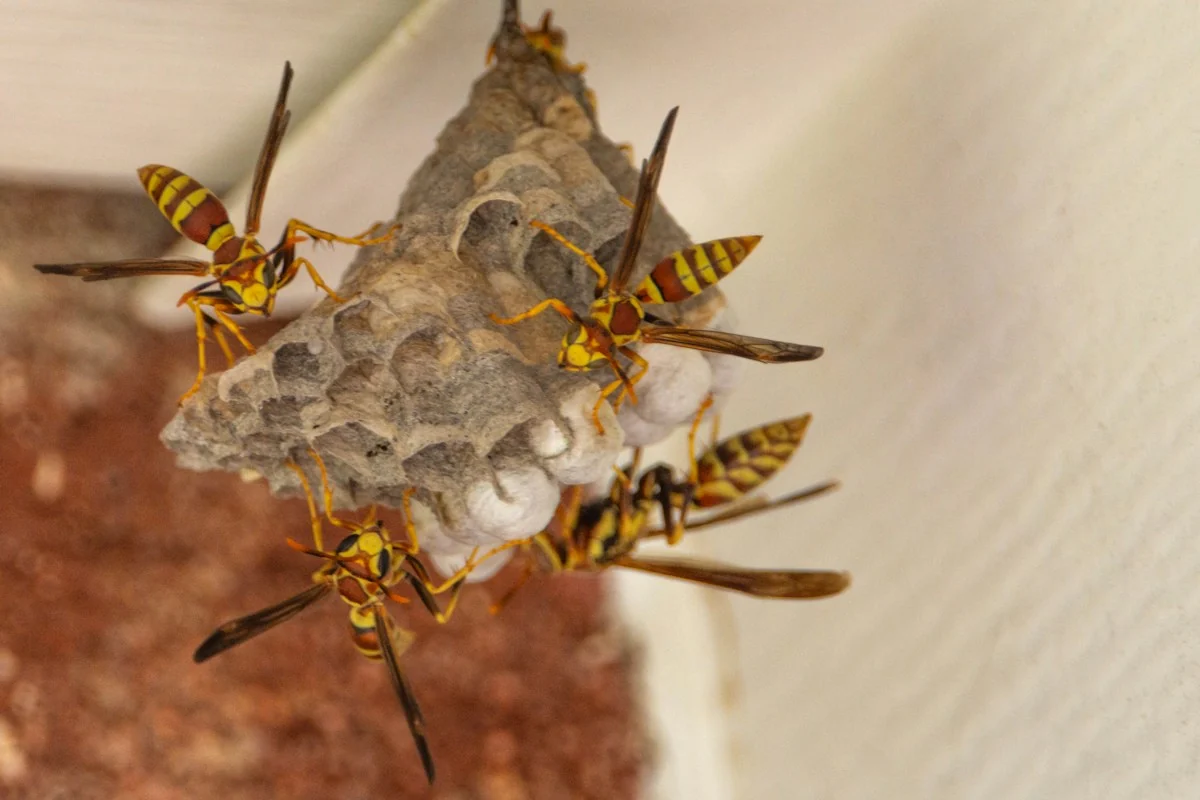 Wasps clustered on a paper nest