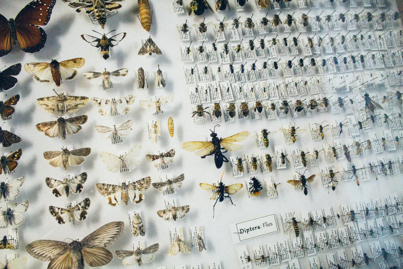 Display case of pinned insect specimens including moths, bees and wasps