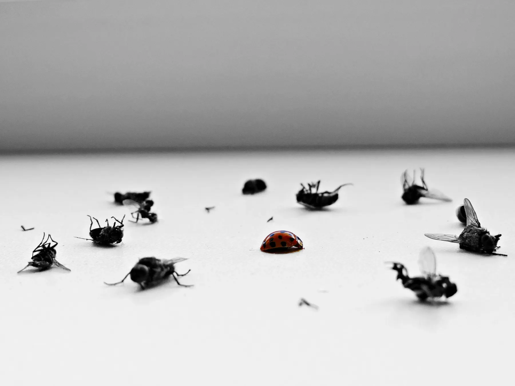Dead flies scattered on a white surface, an illustrative photo for specialty pest services